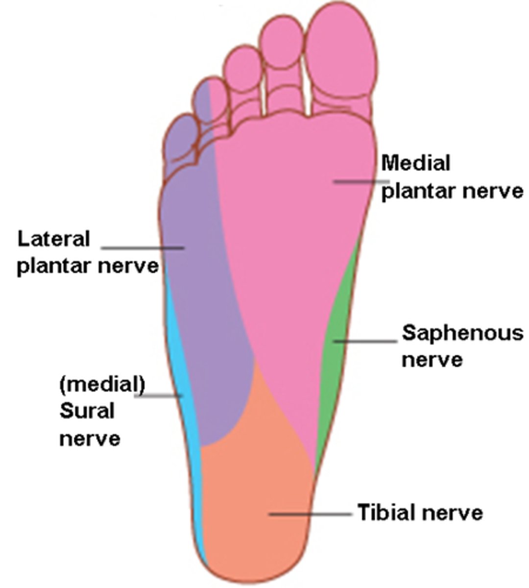 <p>Medial plantar nerve</p><p>Lateral plantar nerve</p><p>Saphenous nerve</p><p>Sural nerve</p>