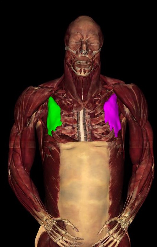 <p><strong>Origin:</strong> 3rd - 5th ribs</p><p><strong>insertion: </strong>coracoid process of scapula</p><p><strong>innervation:</strong> medial pectoral nerve (C8, T1)</p><p><strong>action: </strong>-stabilize scapula by drawing inferiorly and anteriorly against thoracic wall</p><p>-protract/abduct scapula</p><p>-raise ribs in inspiration</p>