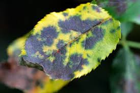 <ul><li><p>Black purple spots</p></li><li><p>Leaves turn yellow and droop early</p></li><li><p>It affects the growth of the plant as photosynthesis is reduced</p></li><li><p>Leads to less chlorophyll, which leads to less light absorption, which leads to less photosynthesis, which leads to less glucose, which leads to less bonding with nitrates to form amino acids (proteins) which leads to less growth.</p></li><li><p>It is spread in the environment by water or wind</p></li><li><p>Rose black spot can be treated by using fungicides and/or removing and destroying the affected leaves.</p></li></ul><p></p>