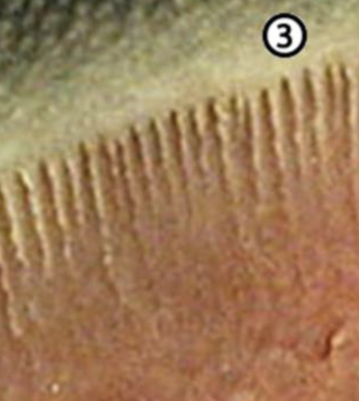 <p>the following image is a section of the horse hoof. what is the white layer showing?</p>
