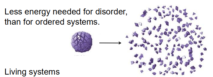 <p>- Less energy needed for disorder, then for ordered systems</p><p>- Living systems: Increase entropy of the universe, use energy to maintain order, have free energy to do work in cellular conditions</p><p>- Organisms live at the expense of "free energy"</p><p></p><p>- think about how proteins, made of many amino acids (disordered pieces) make one single protein (one ordered molecule)</p>