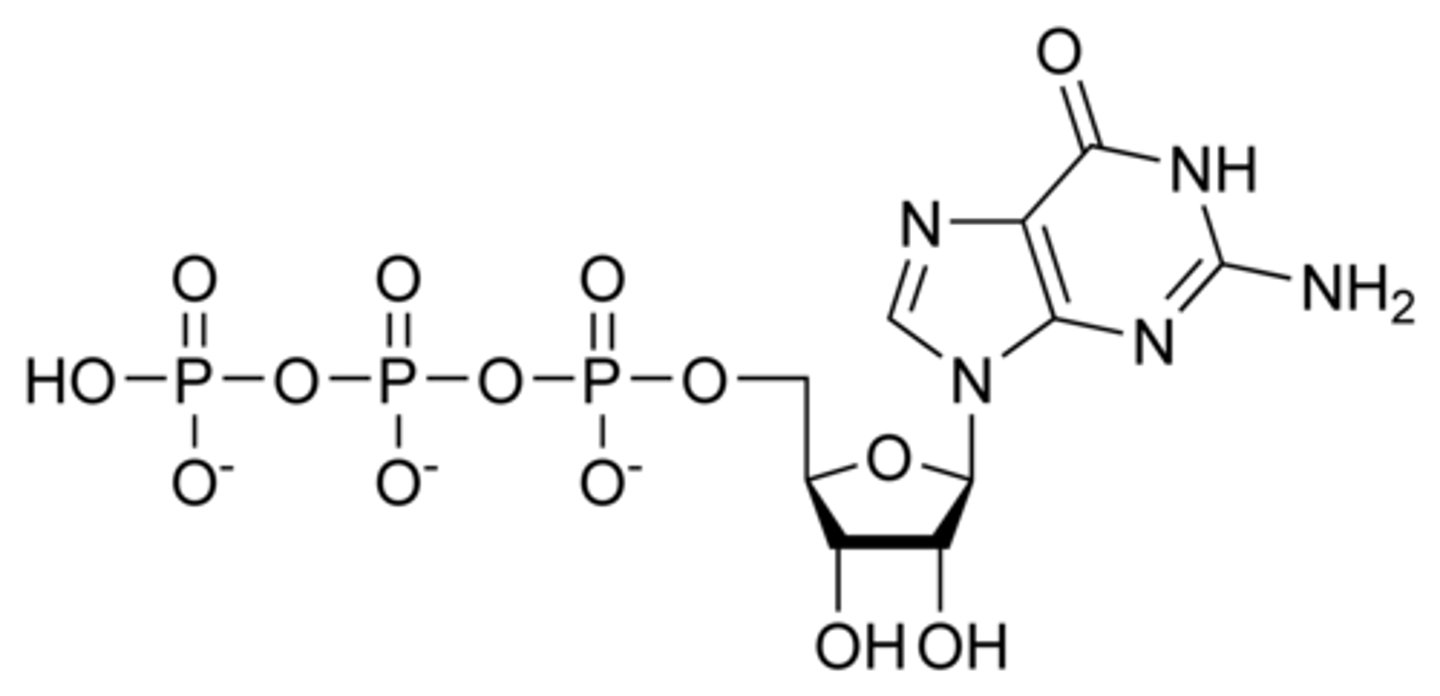 <p>-energy source in protein synthesis</p><p>-signaling pathways</p>