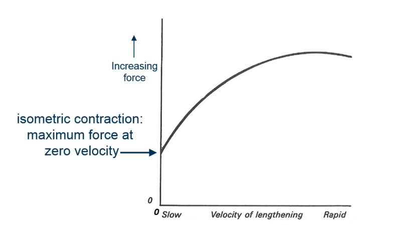 <p>What type of contraction</p>
