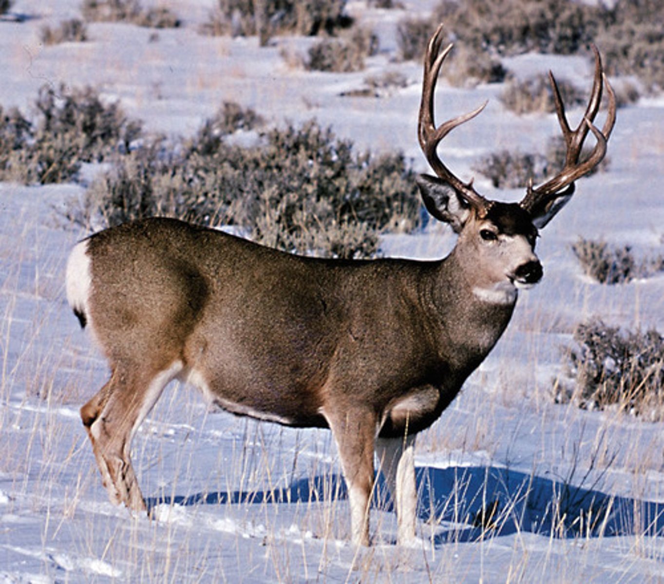 <p>Large-Eared Herbivore</p><p>- Recognized by large ears and high, bounding hops they use when fleeing</p><p>- Tracks have two pointed hooves</p><p>- Scat is pellet-shaped with shiny appearance when new and dry when old</p><p>- Bucks grow forked antlers, does are antlerless</p><p>Habitat Interaction</p><p>- Often found near edge habitats: areas between forest and meadow, or rural and urban spaces</p><p>- Found in suburban areas where they find food and can avoid predators (like wolves and cougars)</p><p>- Primarily browsers, feeding on shrubs, leaves, and twigs rather than grass.</p>