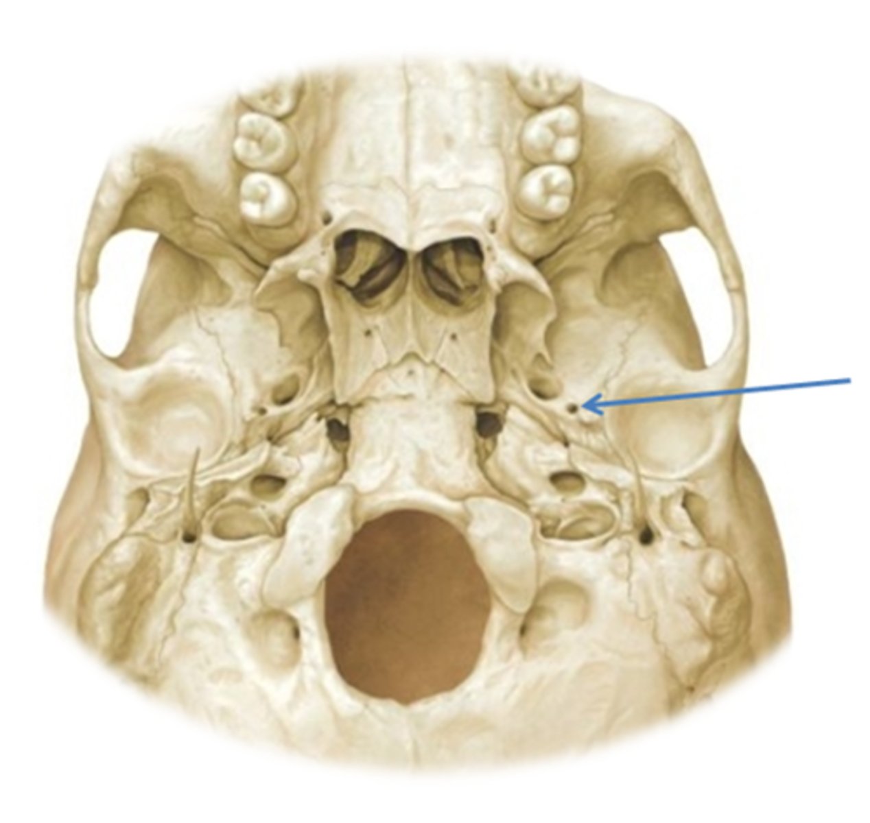 knowt flashcard image