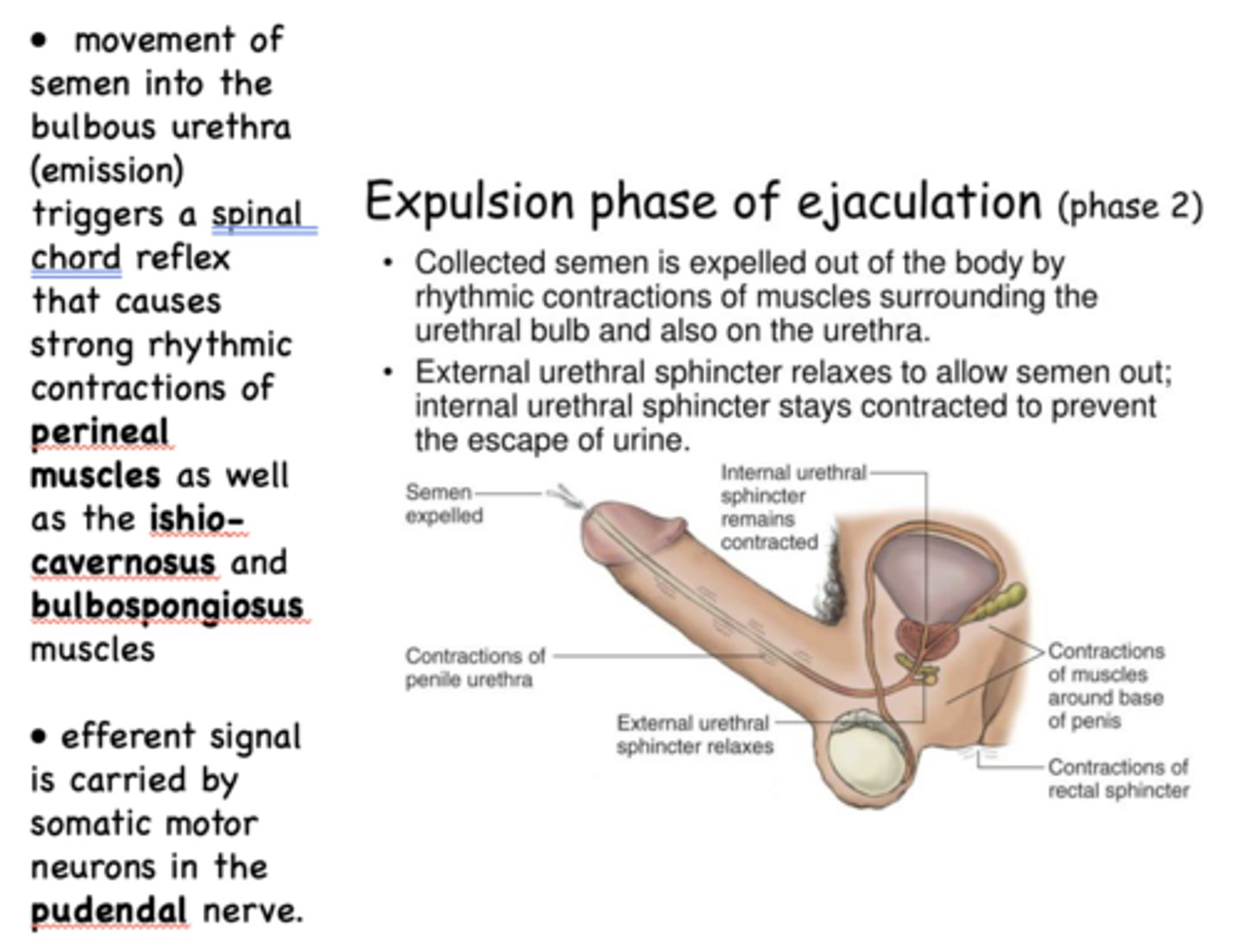 <p>- Perineal muscles</p><p>- Ishio-cavernosus muscles</p><p>- Bulbospongiosus muscles</p>