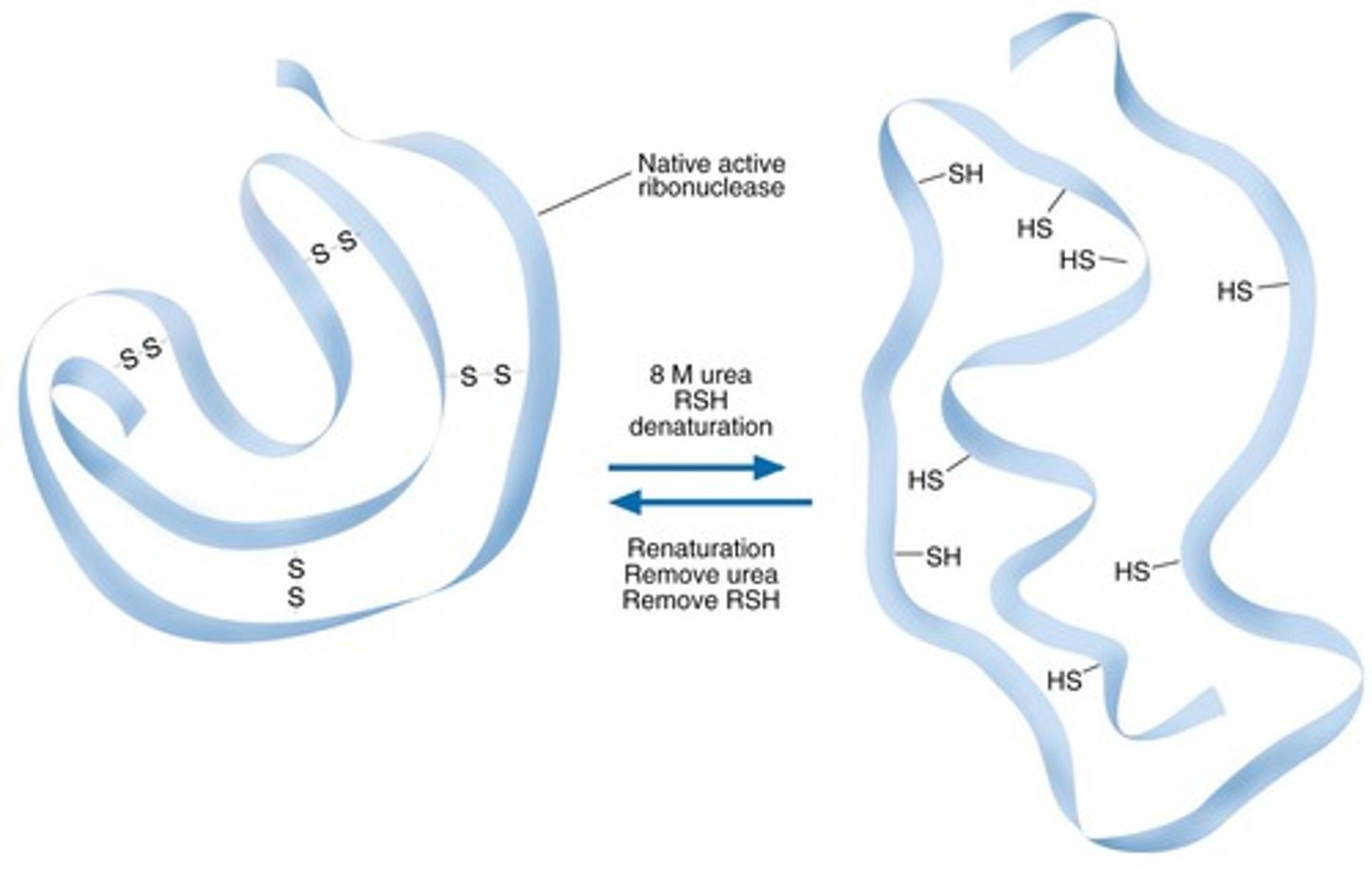 <p>-Anfinsen's Dogma: studied protein folding/unfolding by using urea to denature them</p><p>-urea is highly polar and causes proteins to very quickly hydrogen bond to it instead of folding onto themselves, because the polarity of urea overpowers its own polarity (it denatures proteins)</p><p>-because the proteins are hydrogen-bonded to urea instead of each other, it denatures the protein, causing it to become inactive</p><p>-OBSERVATION: after denaturing proteins, they were left to fold back to their form again, and they did!! they became 100% functional again</p><p>-CONCLUSION: protein folding is spontaneous</p>