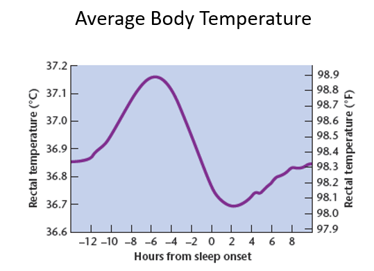 <ul><li><p>rhythms or regular patterns of activity associated with a 24h-cycle such as day and night </p></li><li><p>endogenous cycles (“generated from within”); the brain and body spontaneously generate their own rhythms based on the earth’s rotation</p></li><li><p>endogenous rhythms can also be annual (migration) or seasonal (breeding)</p></li><li><p>humans are diurnal (vs nocturnal)</p></li><li><p><span>this 24h rhythm not only controls sleep and wakefulness but also other important functions such as body temperature, secretion of hormones, urination, etc</span></p></li></ul>