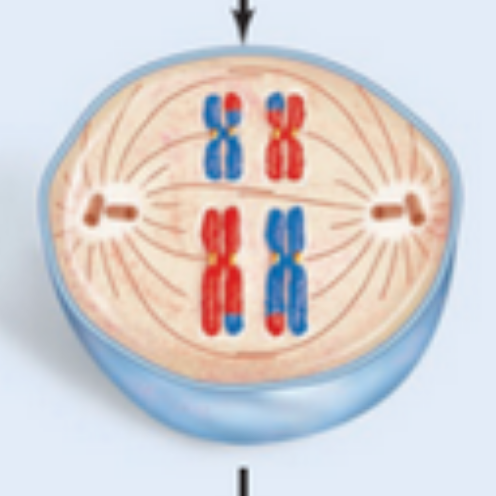 <p>What phase of meiosis is happening here?</p>