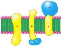 penetrate the hydrophobic interior of the lipid bilayer
Are amphipathic
Embedded in the membrane