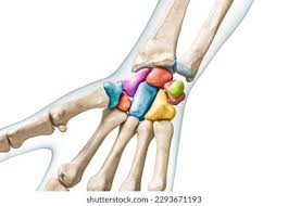 <p>3 carpal starts by thumb, under fourth carpal</p>