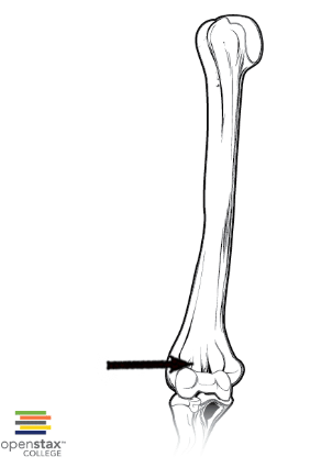 <p><span>Identify indentation at the end of the arrow.</span></p>
