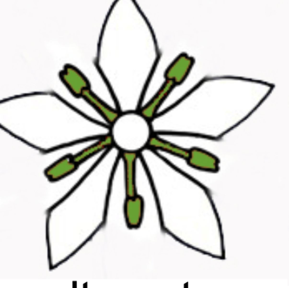 <p>stamen found between petals</p>