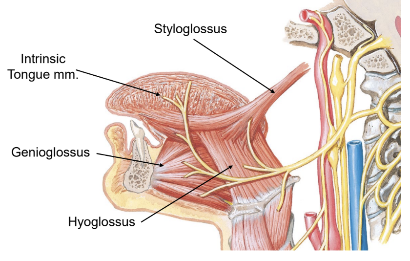 <p>muscles of the tongue</p>
