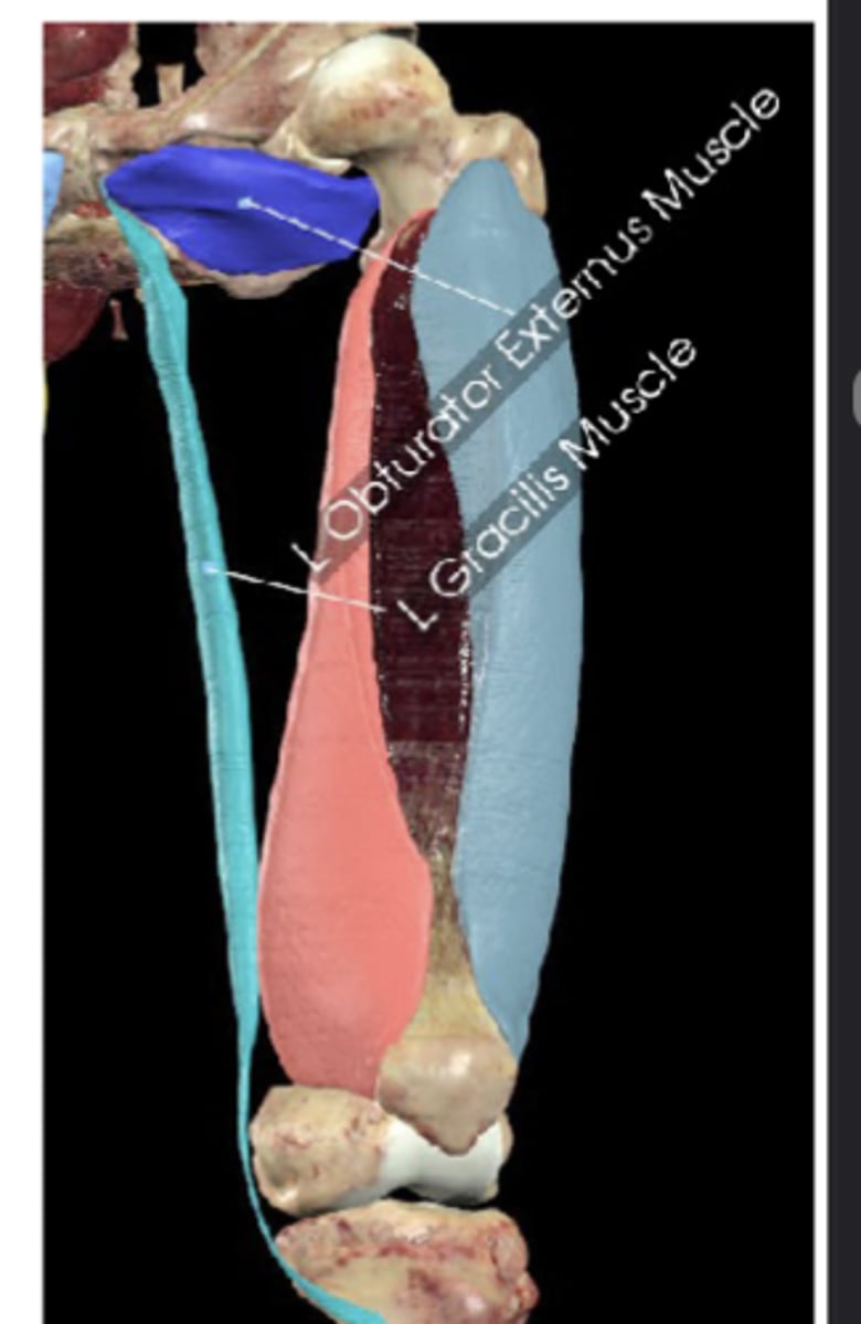 <p>Gracilis attachments (origin and insertion)</p>