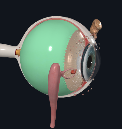 <p>What layer of the eye is this</p>