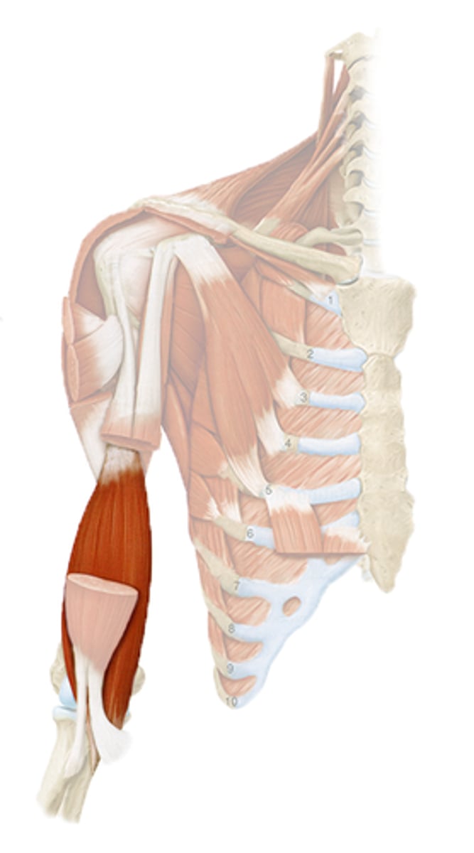 <p>deep to biceps brachii, most lateral</p><p>o: anterior, distal surface of humerus</p><p>i: coronoid process of ulna and capsule of elbow joint</p><p>a: MAJOR FOREARM FLEXOR</p>