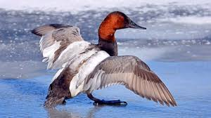 <p><span><span>Aythya valisineria</span></span></p>