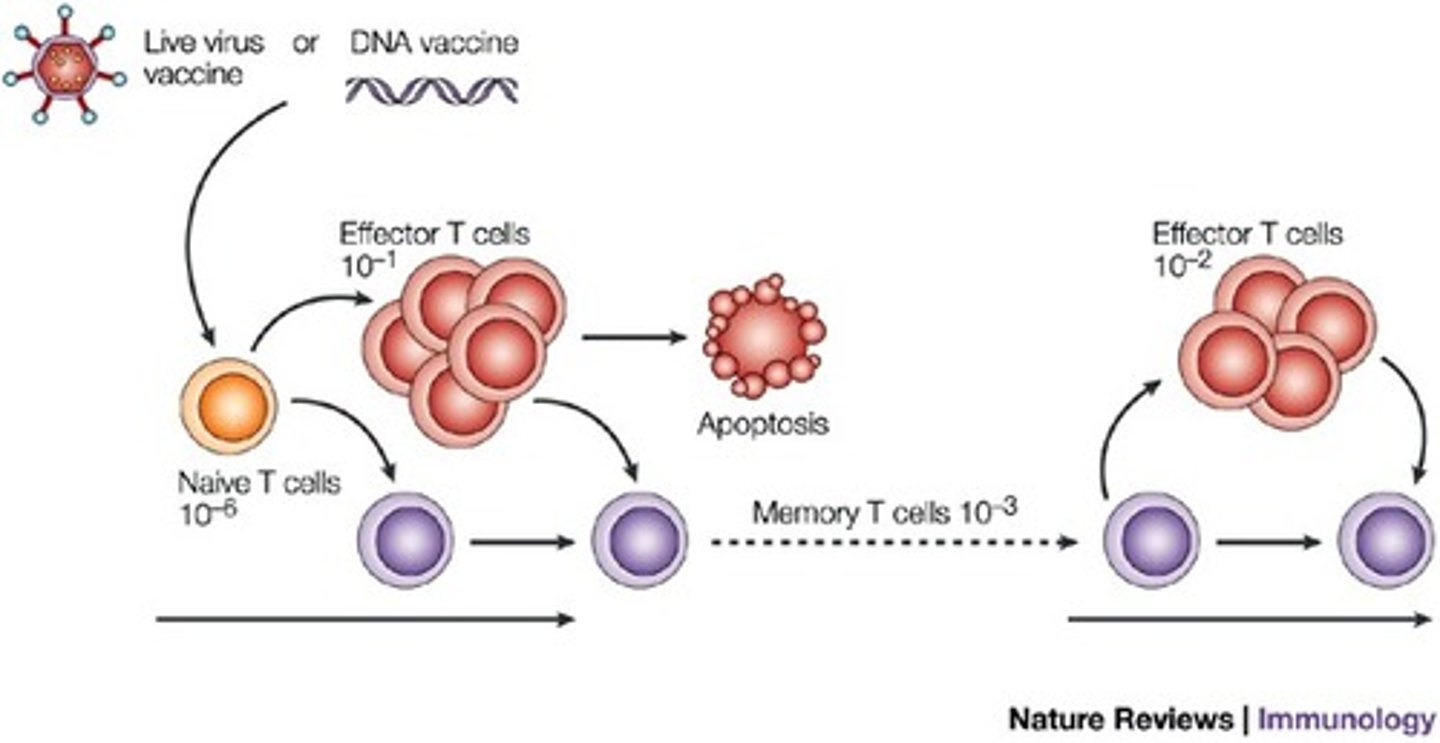 <p>Memory Tc Cells are copies of the original Tc Cell.</p><p>Effector Tc Cells will bind to other cells presenting the same MHC I and release chemicals such as Perforins or Granzymes, which will destroy the infected or cancerous cell.</p>