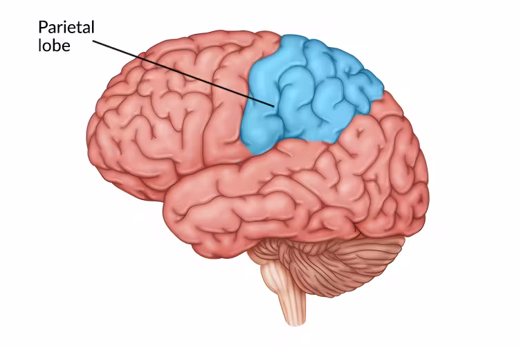 <p><span><span>portion of the cerebral cortex lying at the top of the head and toward the rear; receives sensory input for touch and body position</span></span></p>