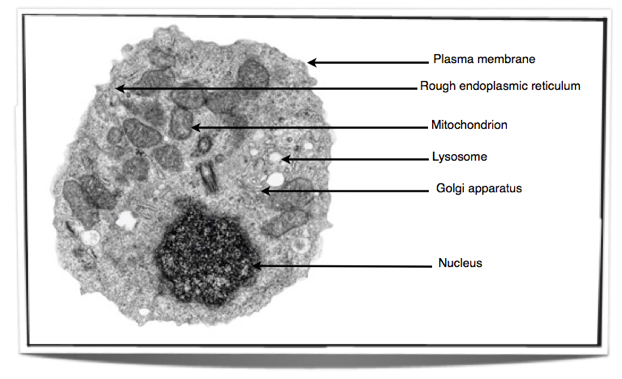 <p>Nucleoid (prokaryotes), prokaryotic cell wall, nucleus, mitochondrion, chloroplast, sap vacuole, Golgi apparatus, rough &amp; smooth ER, chromosomes, ribosomes, plasma membrane, microvilli.</p>