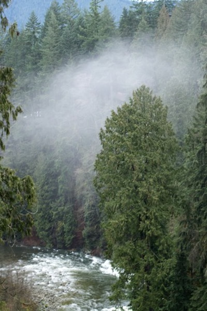 <p>When plants release water vapour from their bodies.</p>