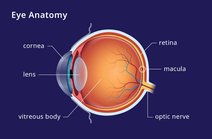Macula