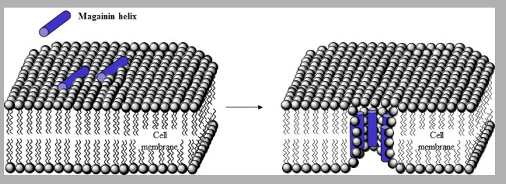 <p>Polypeptide antibiotics containing 23 AA. </p><p>Form helices in cell membrane </p><p>Interact with polar head groups of cell membrane lipids </p><p>Create wormholes that disrupt permeability </p>
