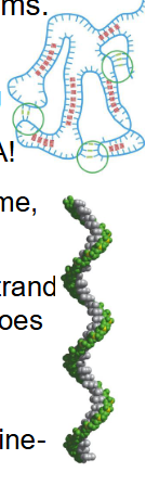 <p>RNA Complex Secondary Structures</p>