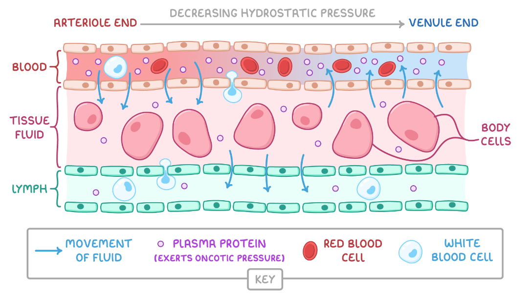 <ul><li><p>at the arterial end of the capillary, there is a high hydrostatic pressure due to contraction of the ventricles</p></li><li><p>there is a Ψ gradient into the capillaries (due to the hydrophilic plasma proteins exerting an oncotic pressure), but the hydrostatic pressure is greater and so overcomes this</p></li><li><p>ultrafiltration - water and dissolved substances, e.g. glucose forced out through the gaps (fenestrations) between the capillary endothelial cells, forming tissue fluid</p></li><li><p>proteins and RBCs are too large to pass through so remain in the capillaries</p></li></ul><p></p>