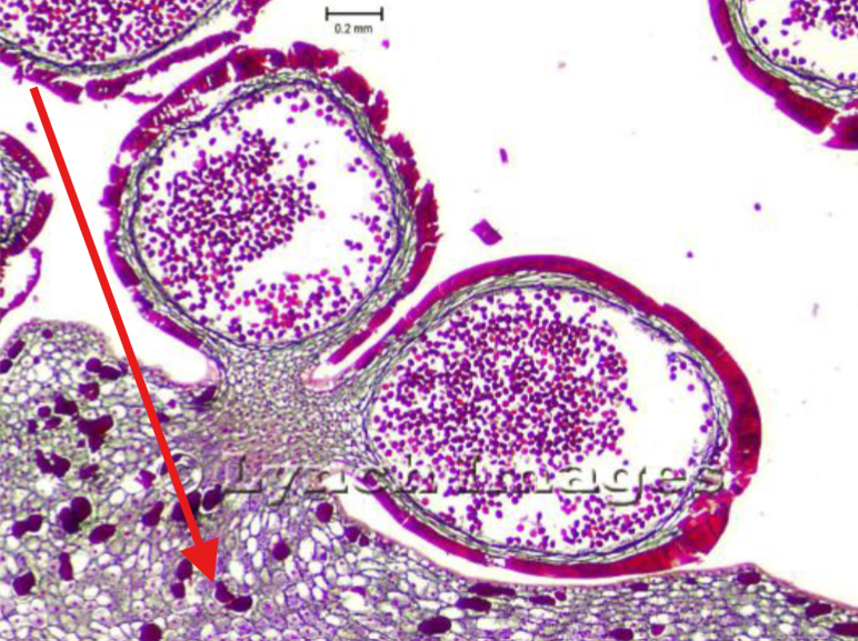 <p>What is being indicated on the Zamia Microstrobilus?</p>