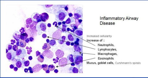 <p><span>Equine Asthma Spectrum</span></p>
