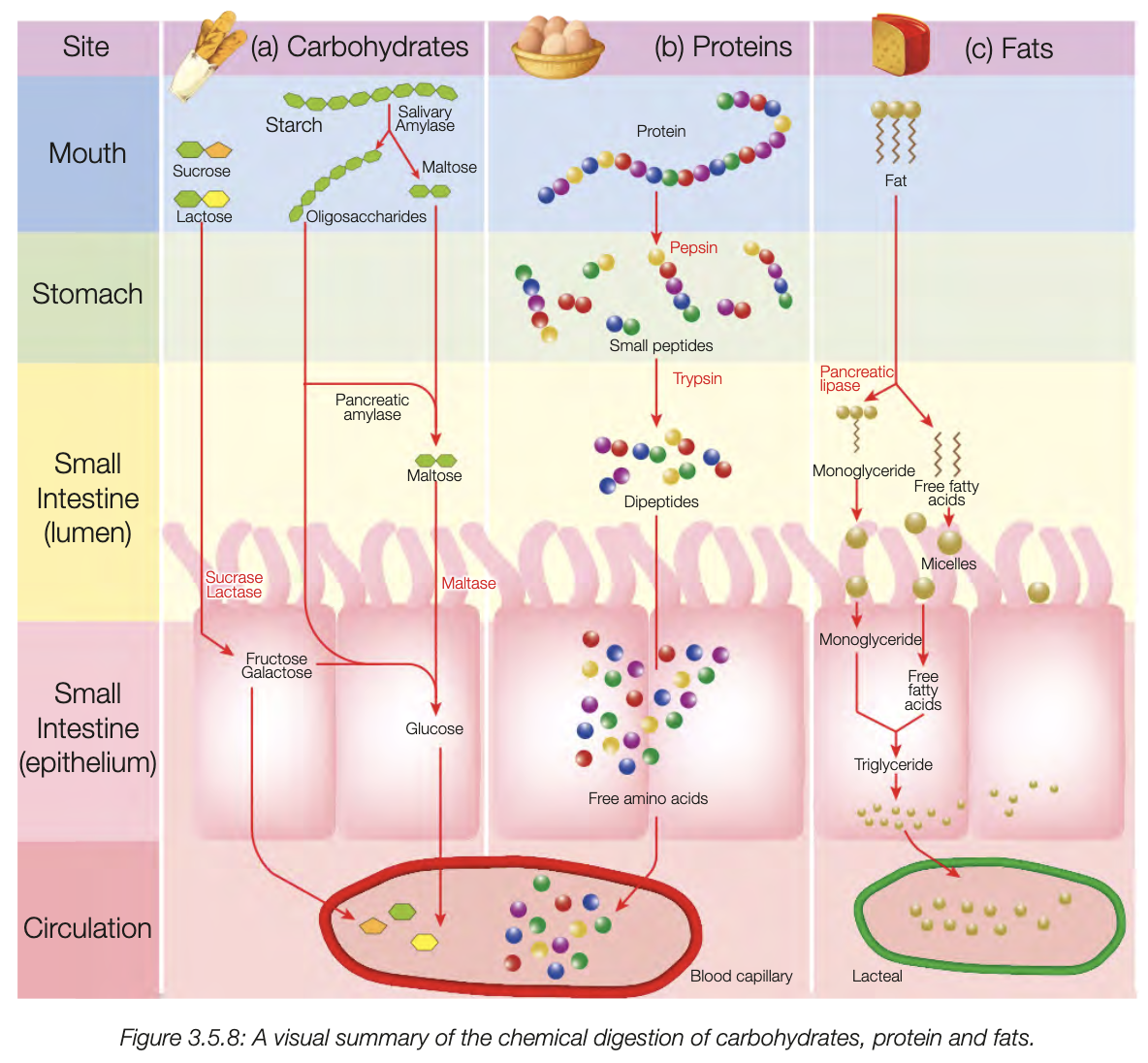 knowt flashcard image