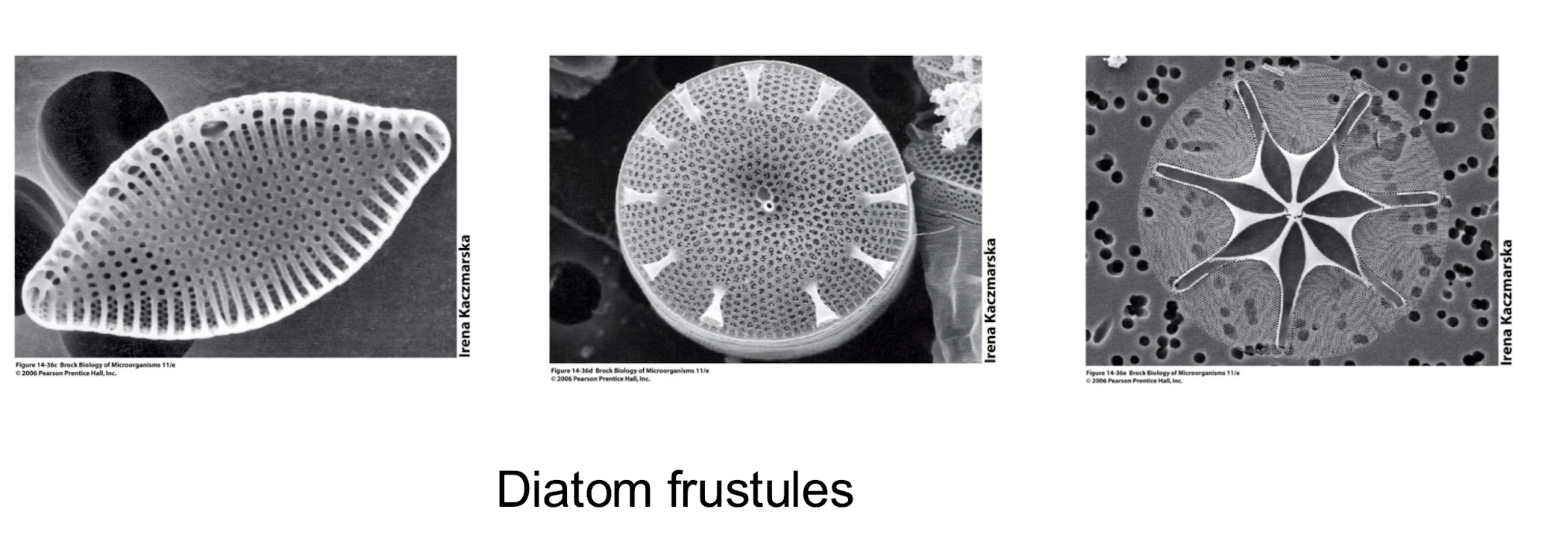 <ul><li><p><strong>Major phytoplankton and primary producer</strong></p></li><li><p><strong>Silica-based cell walls called <span>frustules</span></strong></p></li><li><p><strong><span>Can </span>produce domoic acid i.e. <em><mark data-color="green" style="background-color: green; color: inherit;">Pseudo-nitzchia</mark></em> secretes domoic acid, a <u>neurotoxin</u> that causes amnesiac shellfish poisoning</strong></p></li></ul><p></p>