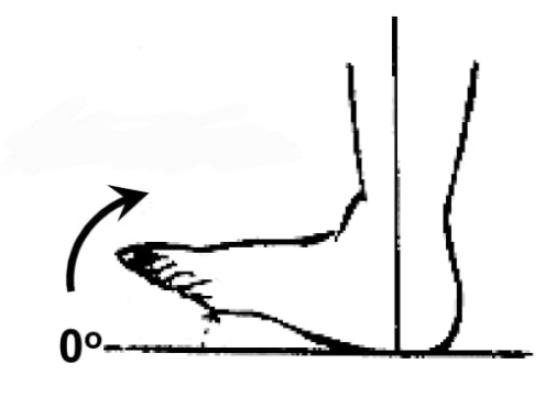 <p>Ankle dorsi-flexion</p>