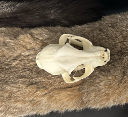 <p>Felidae 2 </p>