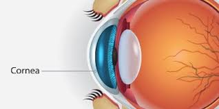 <p>The transparent front part of the eye that allows light to enter and helps focus it.</p>