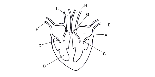 <p>Identidy the structures below: <br><br></p>