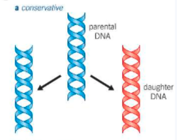 <ul><li><p>original DNA molecule remains intact</p></li><li><p>separate daughter DNA copy built up from new molecules of deoxyribose, phosphate and organic bases</p></li><li><p>→ one molecule made up of entirely new material, another entirely original</p></li></ul><p></p>