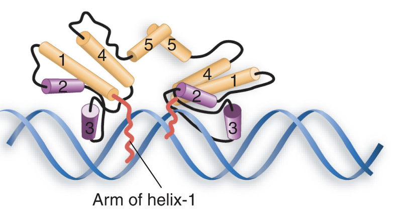 <p>recognizing helix is #3 and stabliizing is #2,</p><ul><li><p>the N-terminal arms of the dimer’s monomers wrap around to the other face </p></li></ul><p></p>