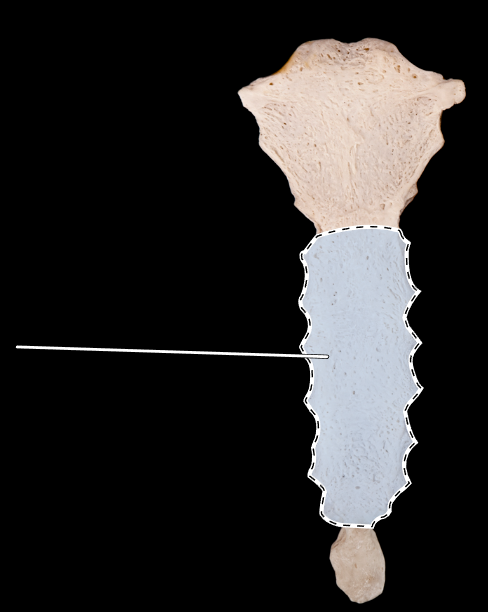 <p>Name the highlighted portion.</p><p>(Sternum, anterior view).</p>