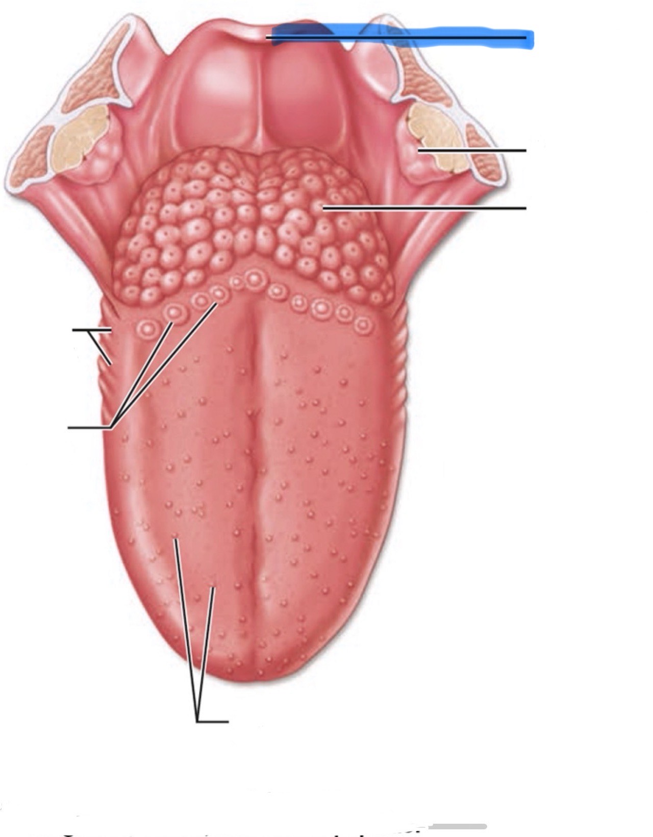 <p>What is the highlighted part of the mouth?</p>