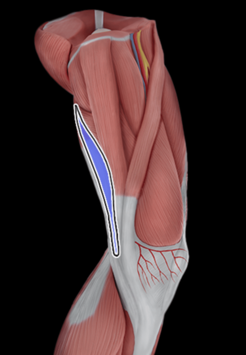 <p>What Muscle Is Highlighted?</p>