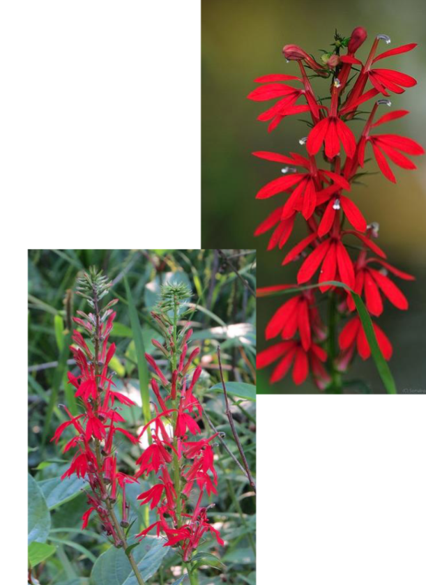 <p>Red, pink, white</p><p>Sun</p><p>Pollinator, rain gardens, meadow</p>