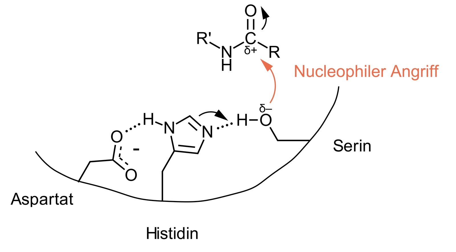 <p>A. Carbonyl carbon atom of the peptide bond</p>