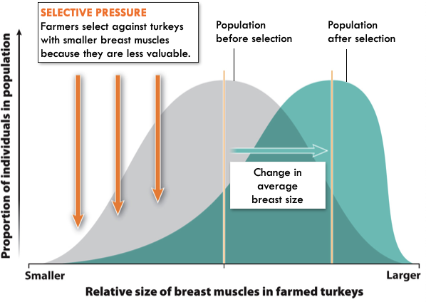 <ul><li><p>Individuals with one extreme from the range of variation will have higher fitness</p></li><li><p>Ex: Farmers only allow turkeys with the biggest breasts to mate</p></li></ul>