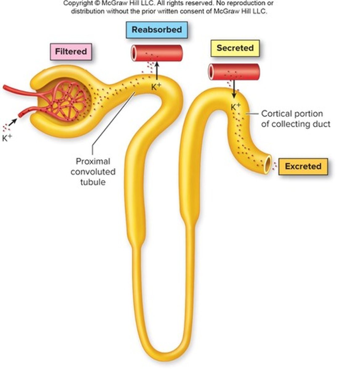 <p>Hormone stimulating Na+ reabsorption and K+ secretion.</p>