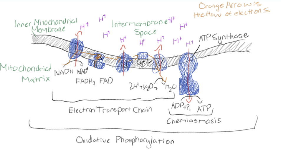 <p>Molecules (mostly proteins) in mitochondrial inner membrane</p><p>Passage of electrons between molecules (redox reactions); each molecule in chain is more electronegative than the last</p>
