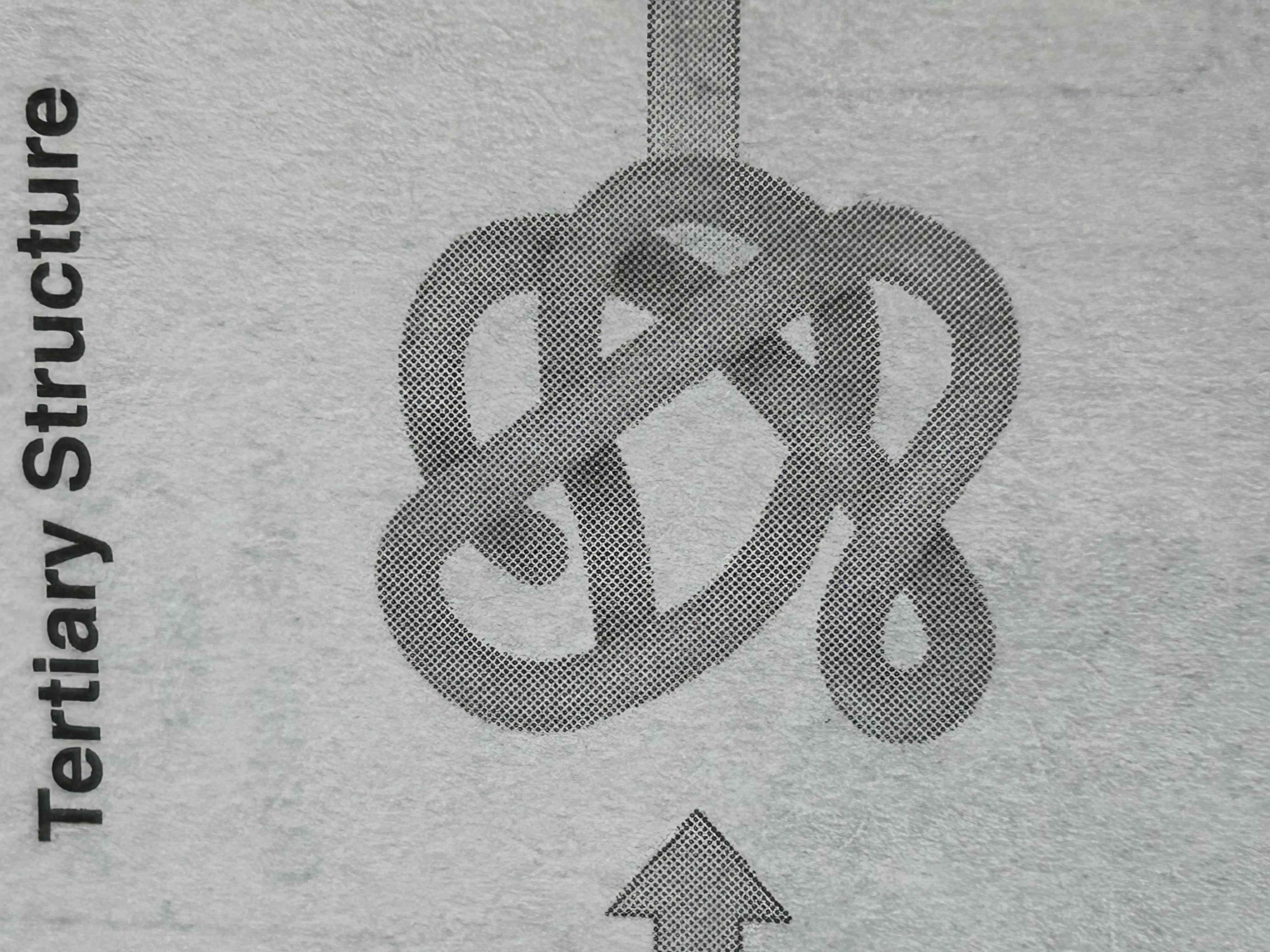 <p>he three-dimensional shape formed by the folding of the secondary structure (alpha helices and beta sheets), driven by interactions between the R groups (side chains) of amino acids. These interactions include <strong>hydrogen bonds, ionic bonds, disulfide bridges, and hydrophobic interactions</strong>. This structure is critical to the protein’s function.</p><p><strong>Key Point:</strong> Tertiary structure = 3D shape, stabilized by various interactions (ionic, hydrophobic, etc.).</p>