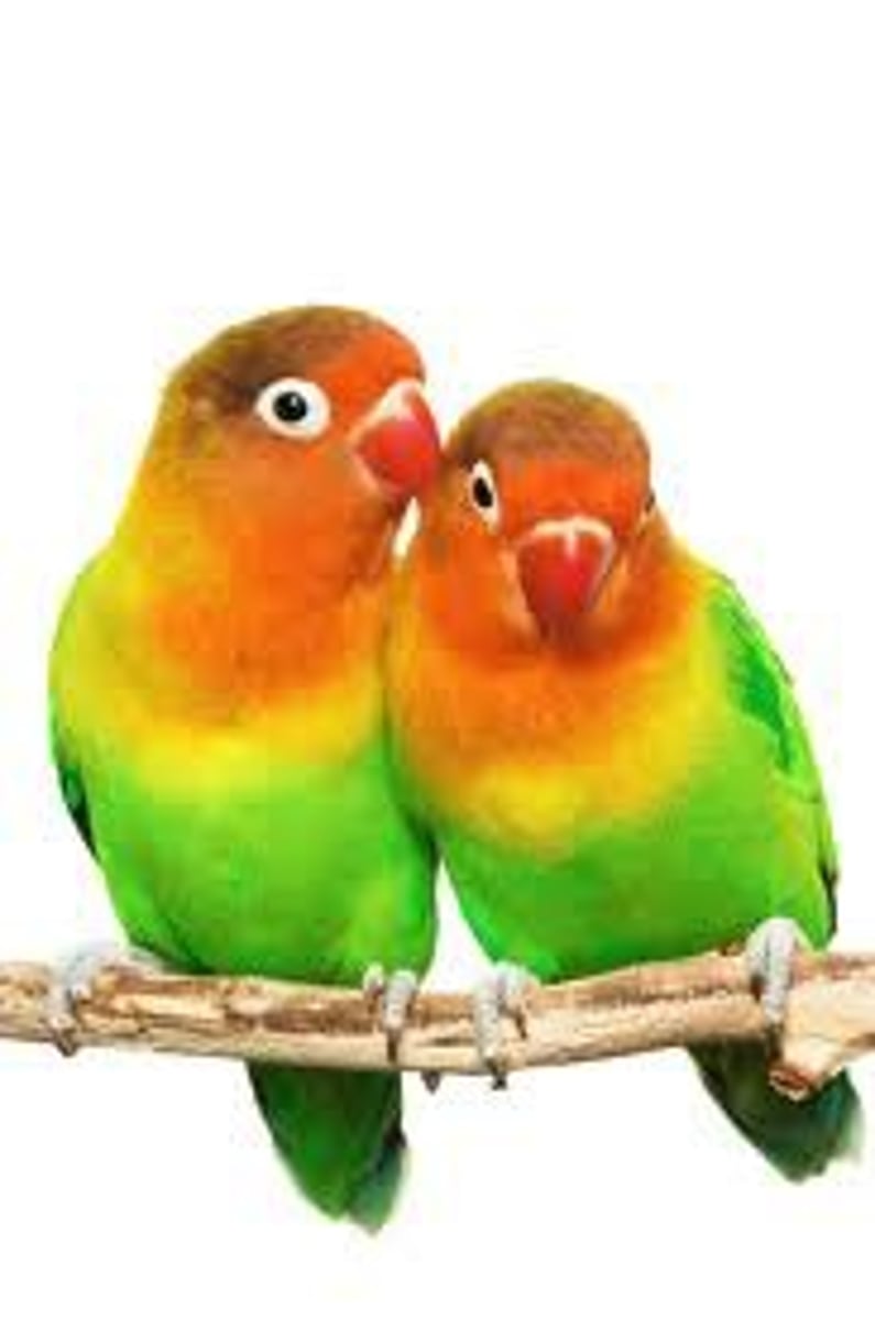 <p>love</p>